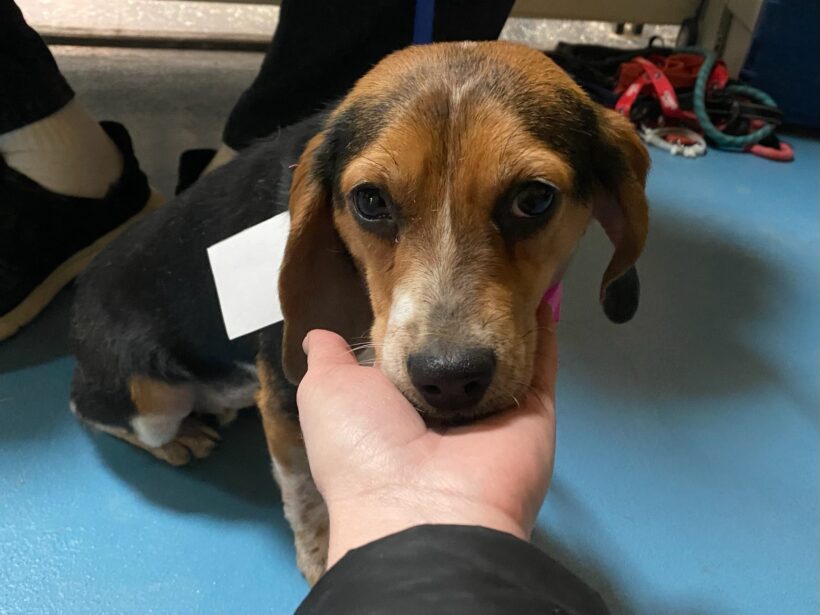 Pooka – Adopted April 2023