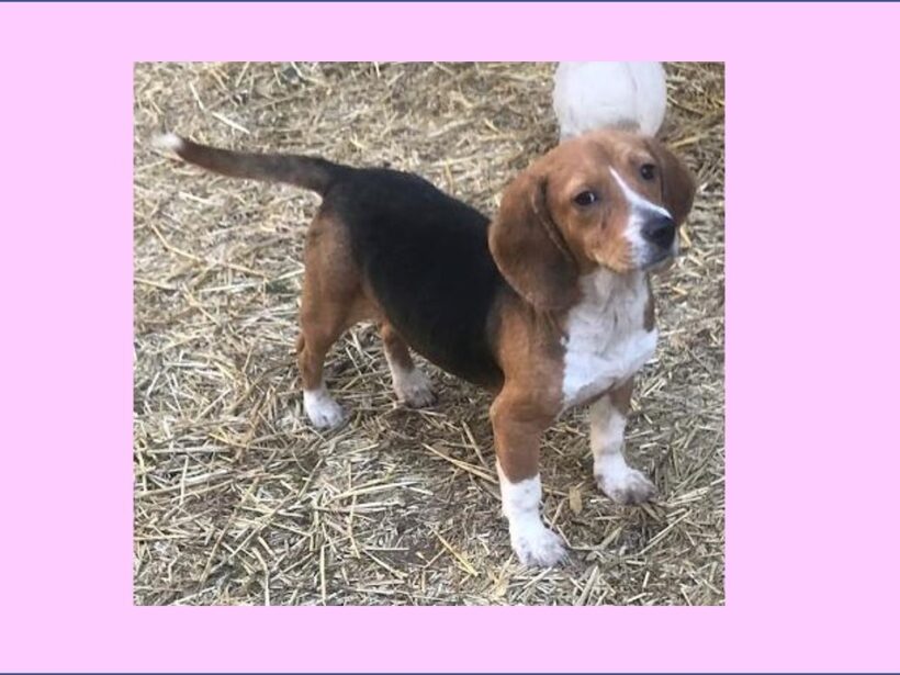Clarissa – Adopted May 2023