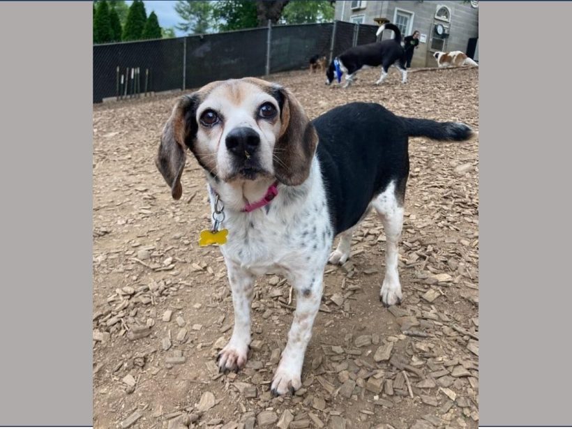 Winston – Adopted October 2023