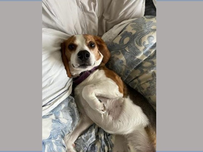 Bullet – Adopted May 2023