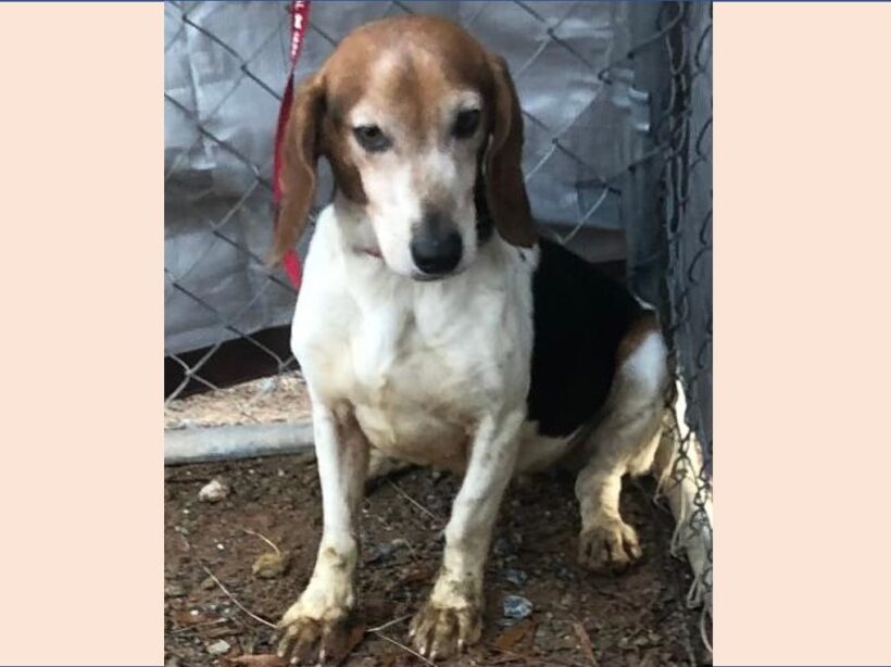 Effie – Adopted February 2024