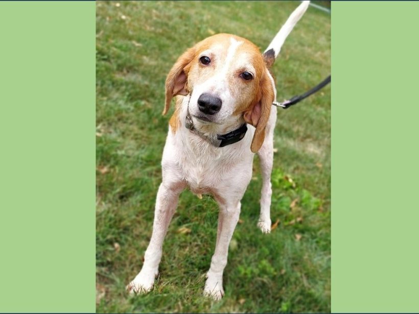 Mystique – Adopted January 2024