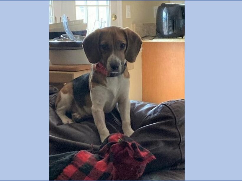 Oscar – Adopted March 2023