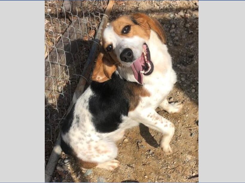 Tavie – Adopted August 2024