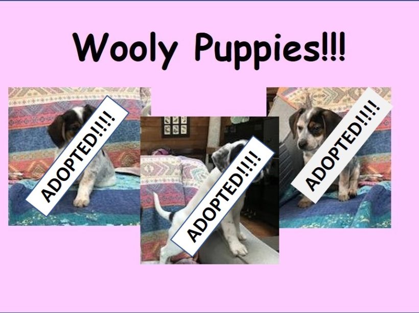 Wooly Puppies – Adopted April 2023