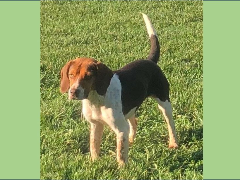 Buttercup (Special Needs) Buttercup (Special Needs)