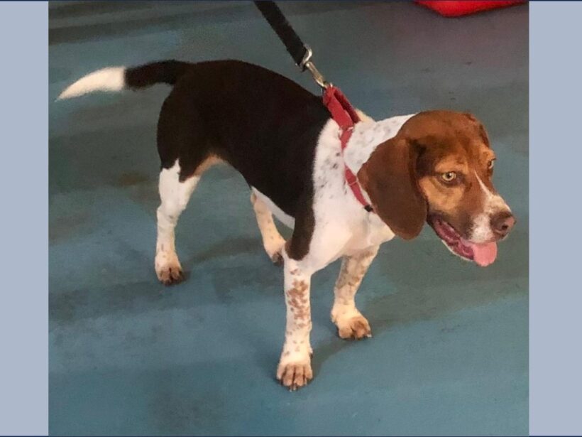 Buttercup (Special Needs) – Adopted March 2024