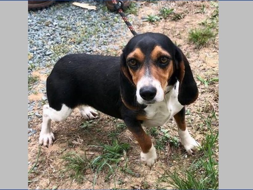 Inky – Adopted April 2023