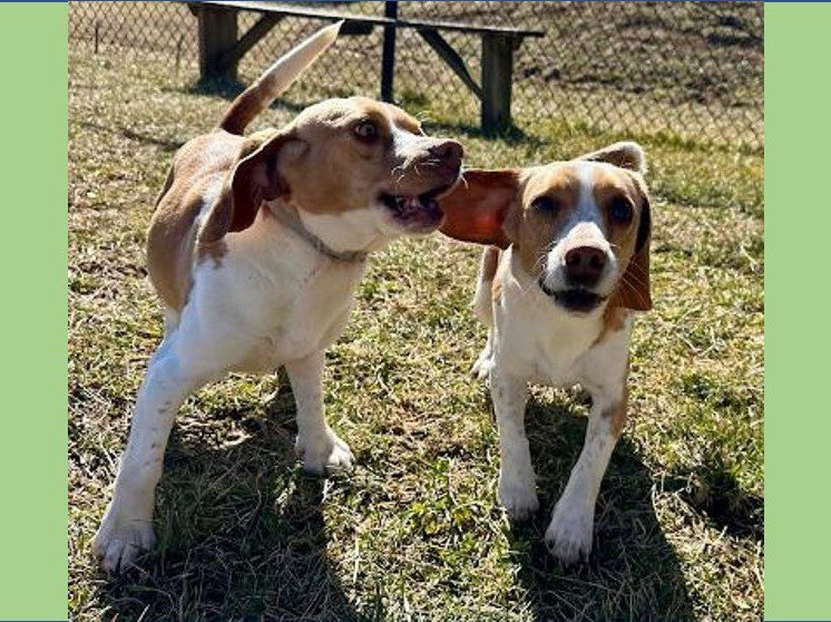 Zest and Meringue (Bonded Pair) Zest and Meringue (Bonded Pair)