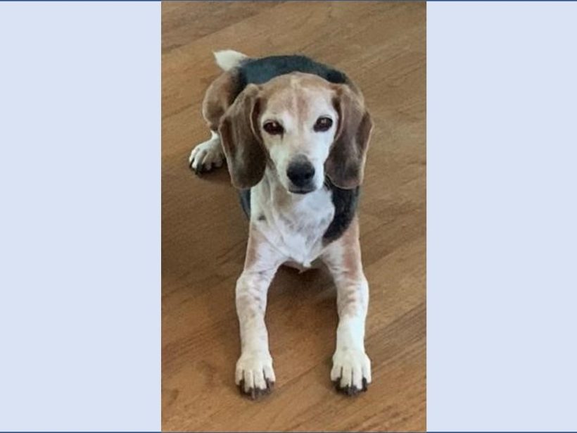 Fred – Staying with Foster Mom