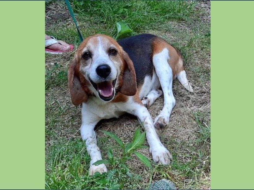 Jules – Adopted October 2023