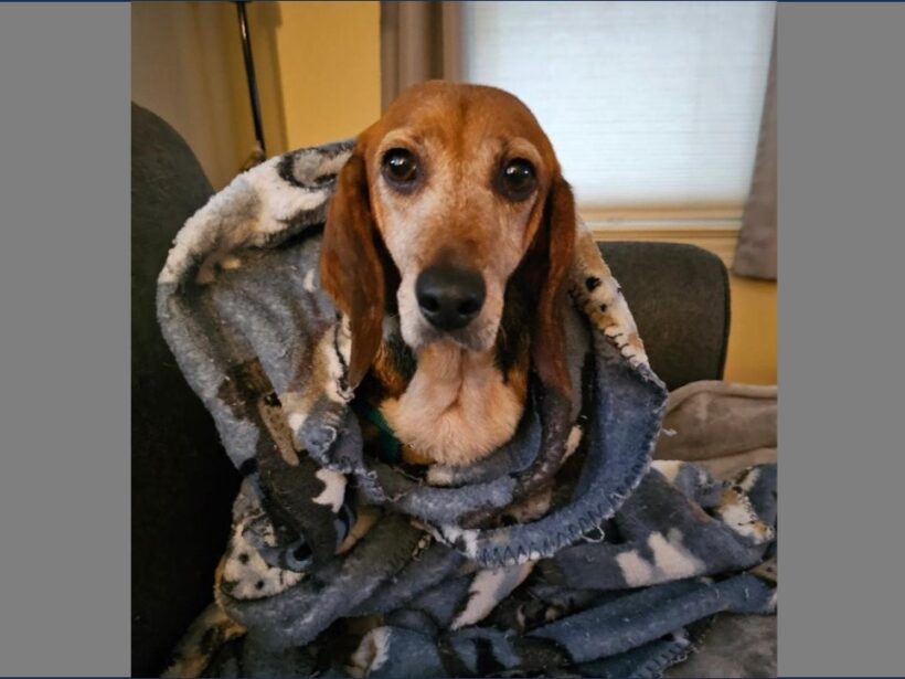 Crissy – Adopted December 2023