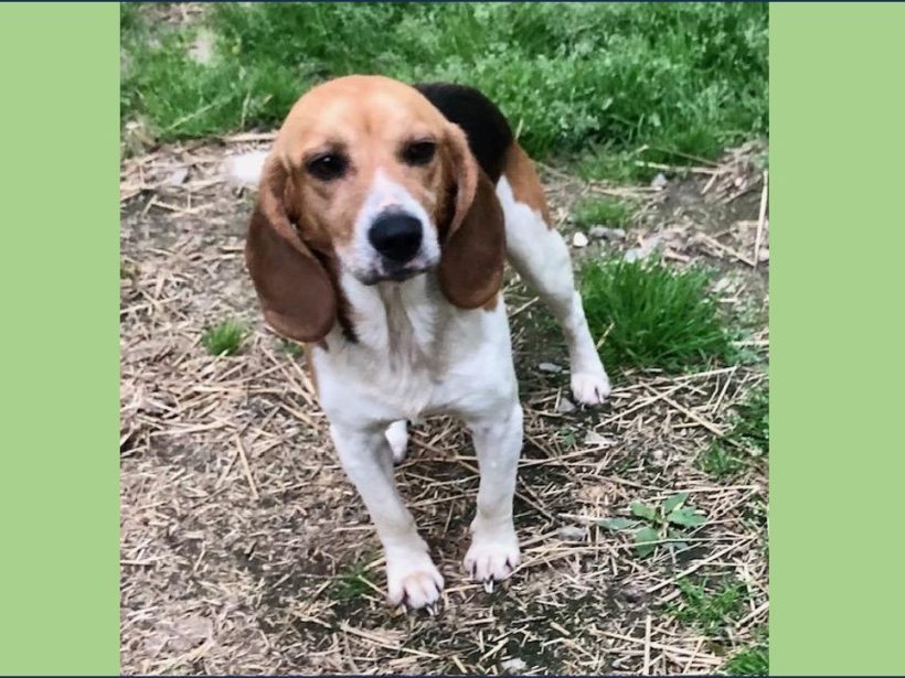 Guido – Adopted July 2023