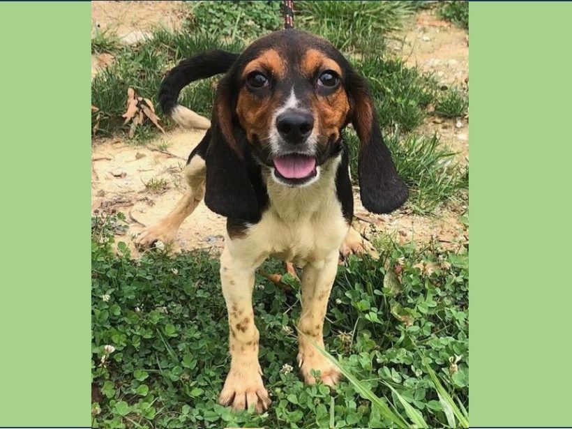 Jaxs – Adopted August 2023