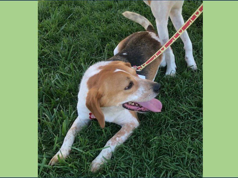 Mica – Adopted October 2024 Mica – Adopted October 2024