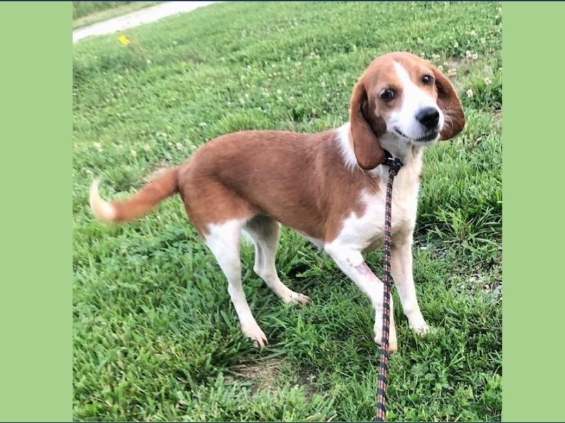 Shenzie – Adopted September 2023 Shenzie – Adopted September 2023
