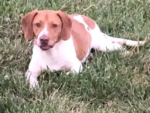 Dusty – Fostered – Available Soon Dusty – Fostered – Available Soon