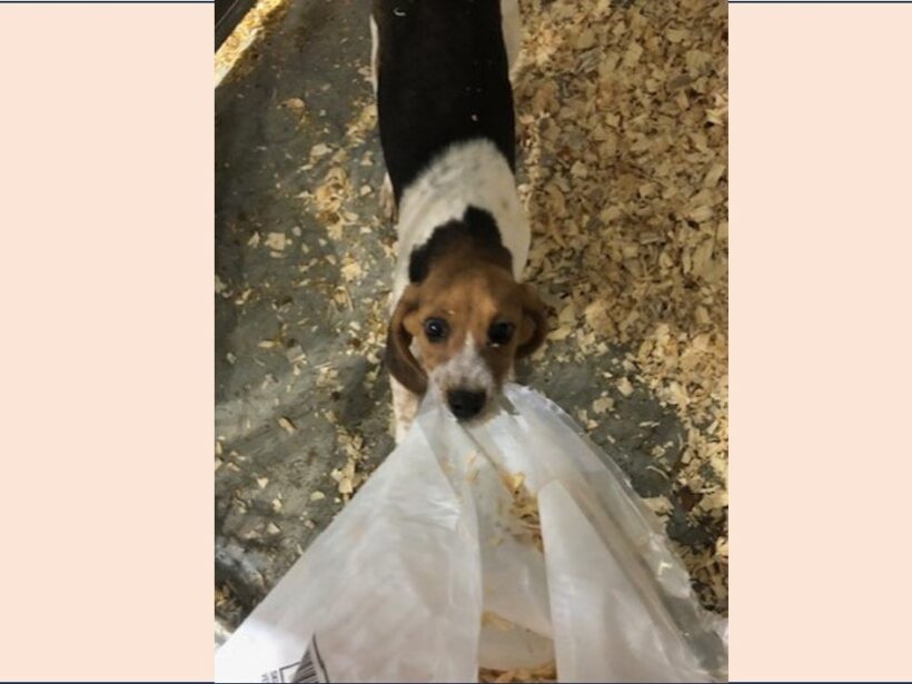 Precious – Adopted October 2023