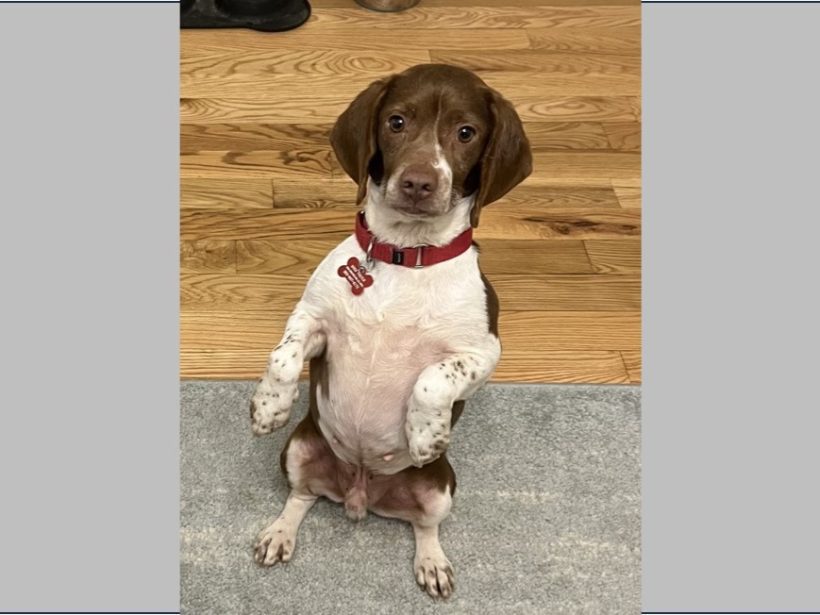 Amore – Adopted February 2024