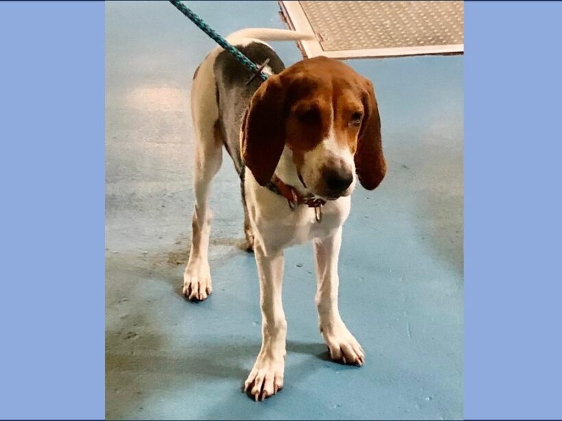 Bikini – Adopted January 2024