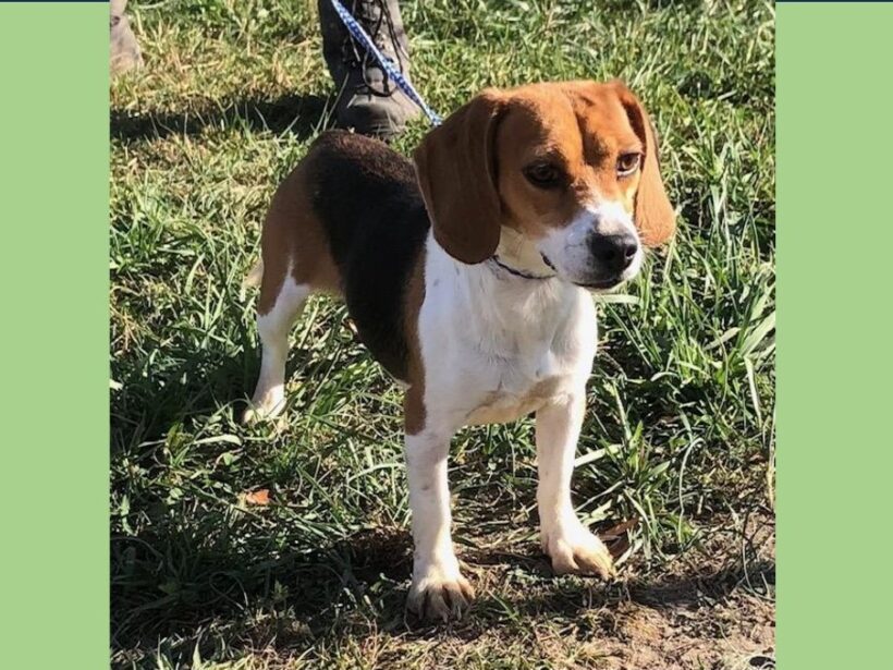 Charm – Adopted December 2023