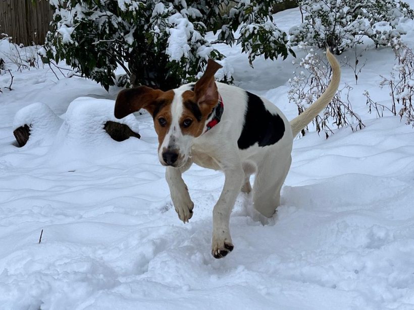 Popsicle – Adopted May 2024