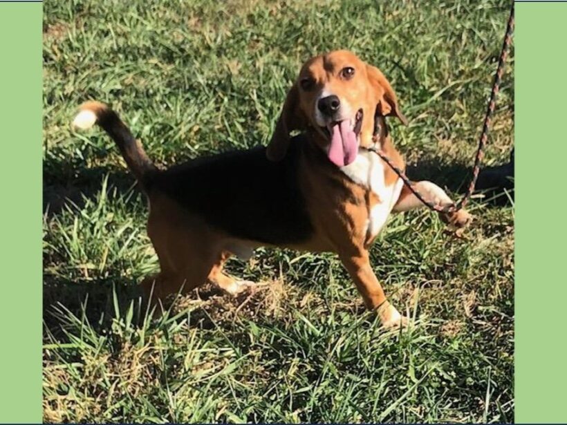 Rage – Adopted December 2023