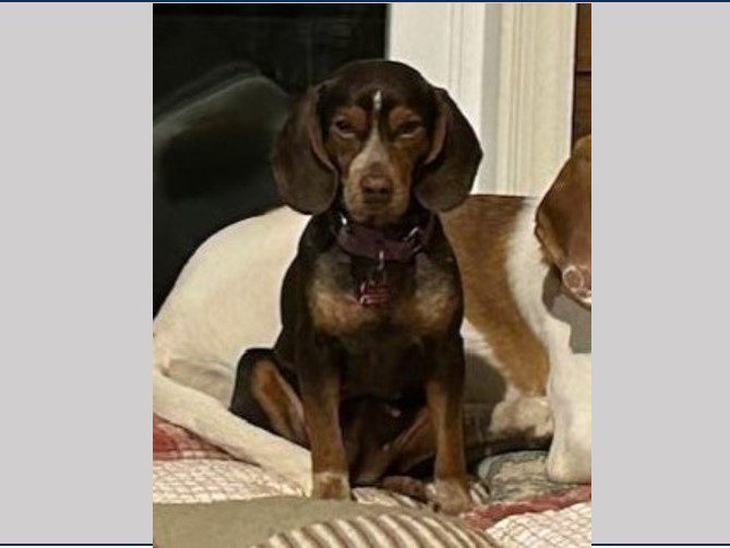 Cocoa Puff Adopted January 2024 BrewBeagles