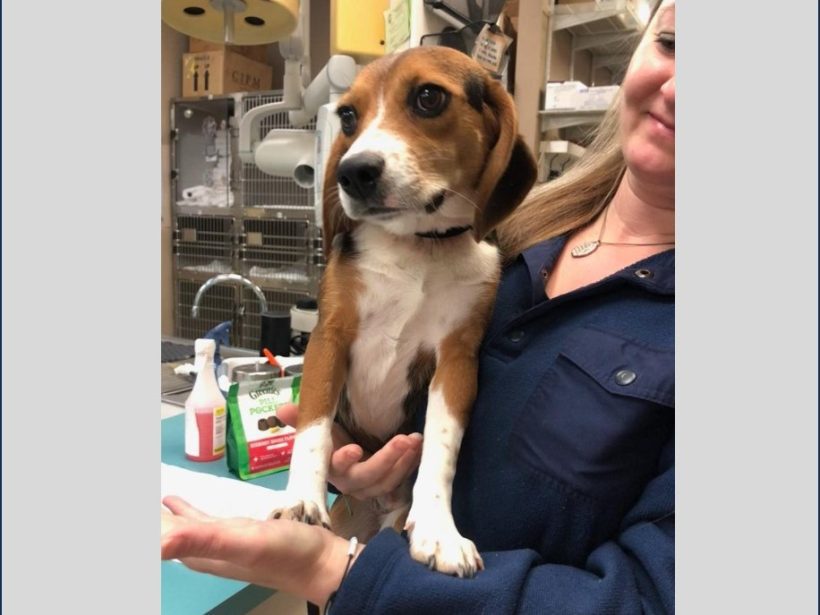 Frankie – Adopted February 2024