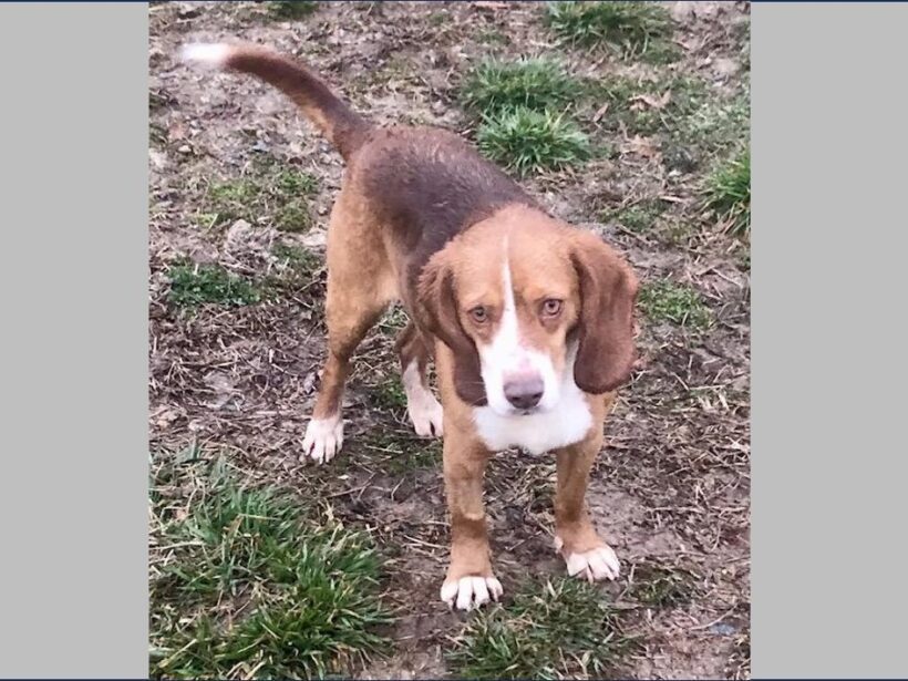 Bryce – Adopted October 2024