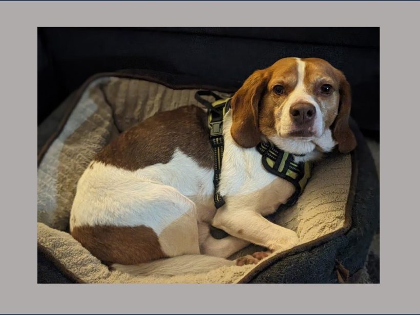 Dillon – Adopted March 2025