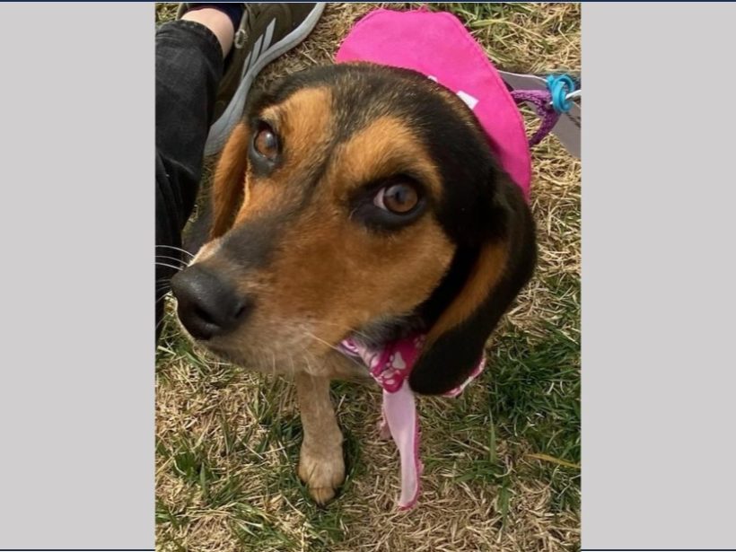 Skie – Adopted March 2024