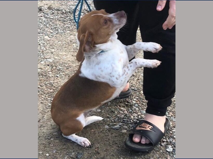 Ainsley – Adopted April 2024