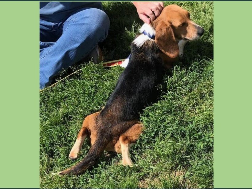 Anika – Adopted May 2024