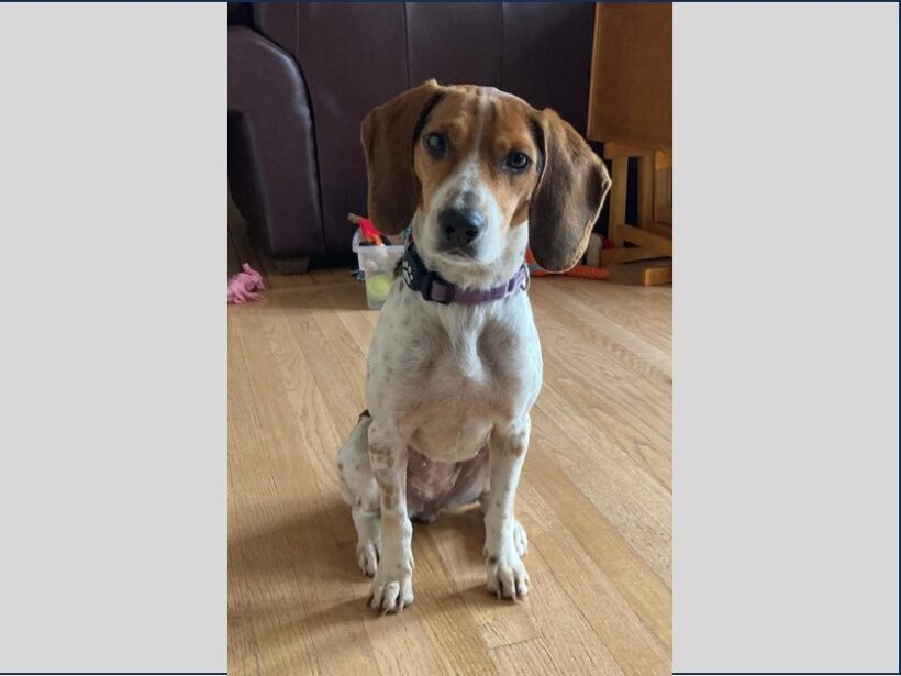 Brynn – Adopted March 2024