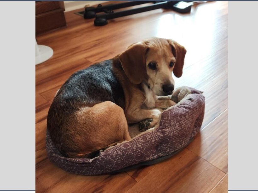 Old Man – Adopted April 2024