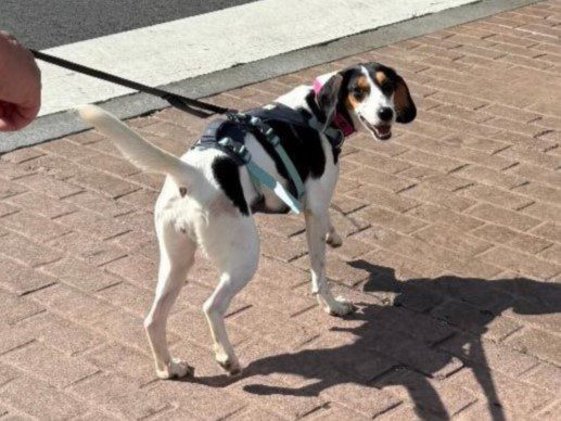 Oshie – Fostered Oshie – Fostered