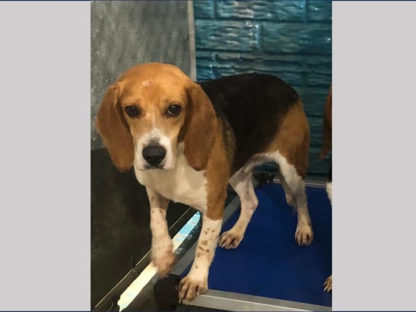 Otto – Adopted April 2024