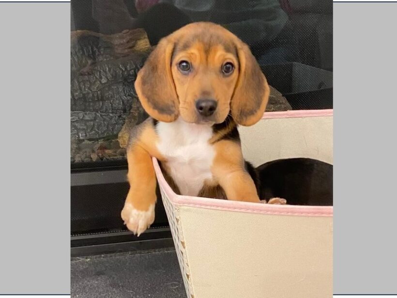 Ren (Puppy) – Adopted March 2024