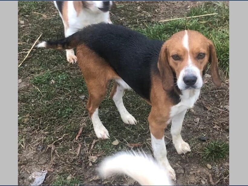 Rizzo – Adopted April 2024