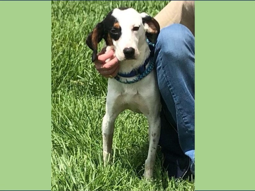 Tanji – Adopted October 2024