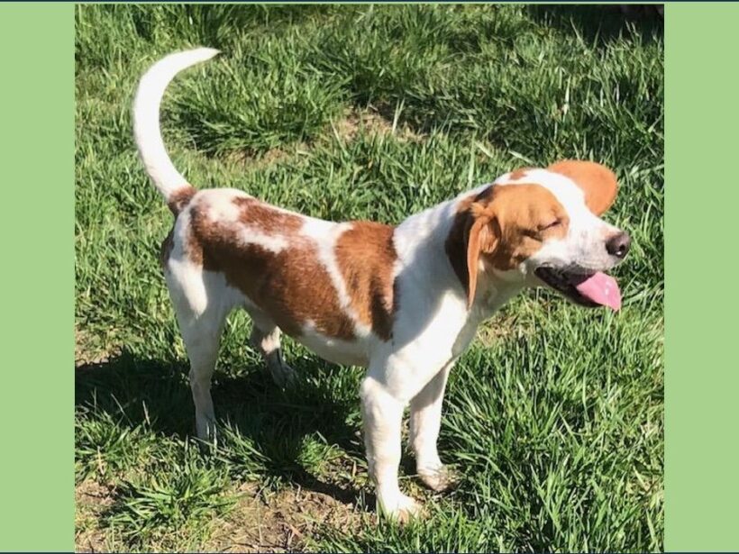 Taco – Adopted April 2024