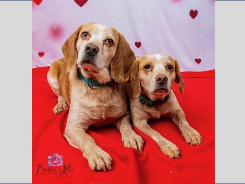 Bach and Beethoven (Bonded Pair)