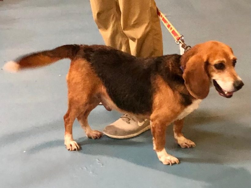 Halas – Adopted July 2025