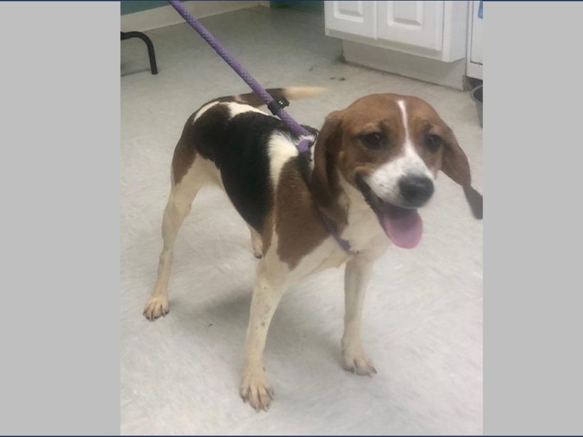 Jojo – Adopted May 2024