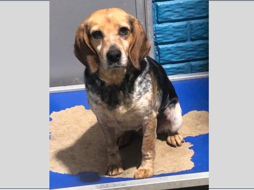 Kyanna – Adopted May 2024