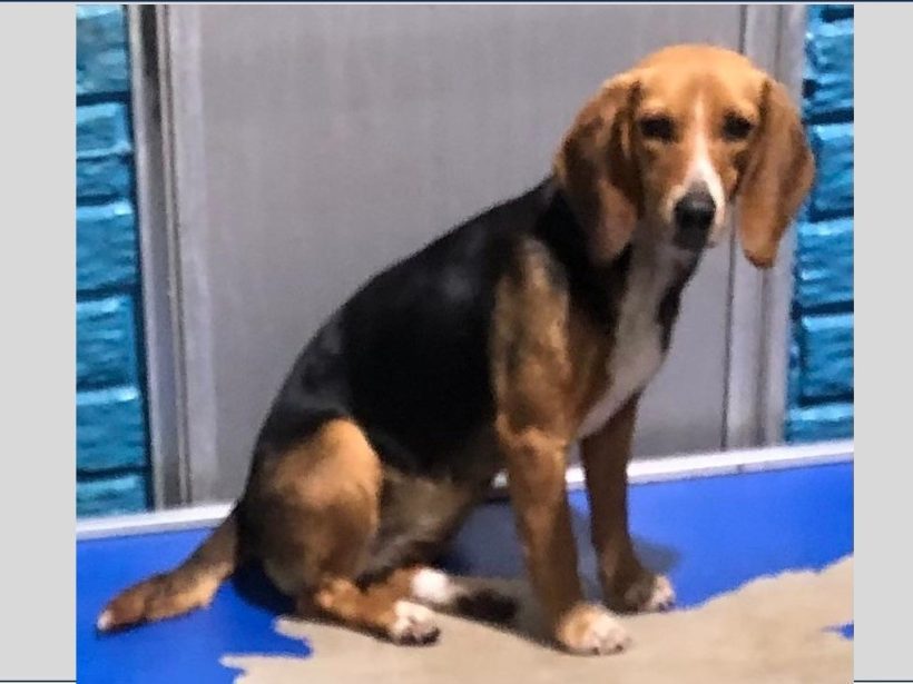 Lita – Adopted June 2024