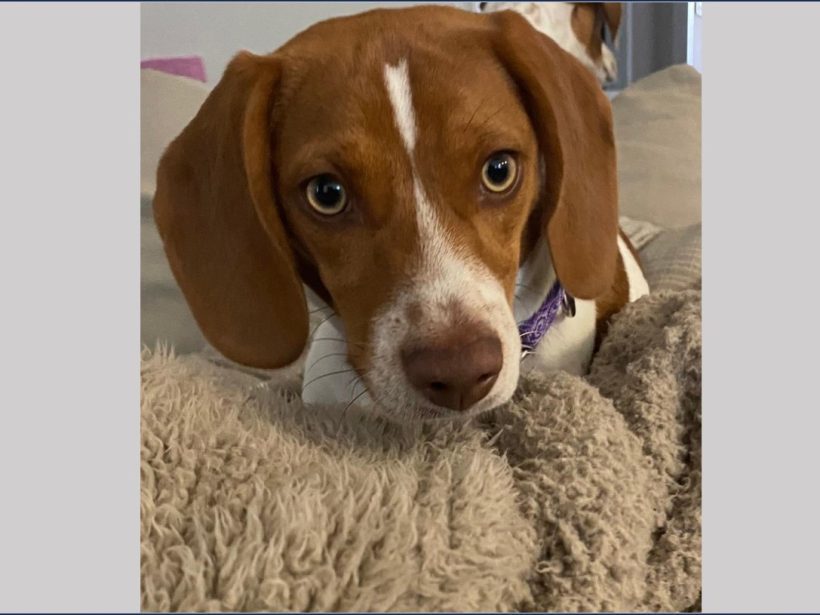Macy – Adopted May 2024