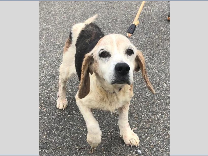 Nocciolo (Nacho) – Adopted August 2024