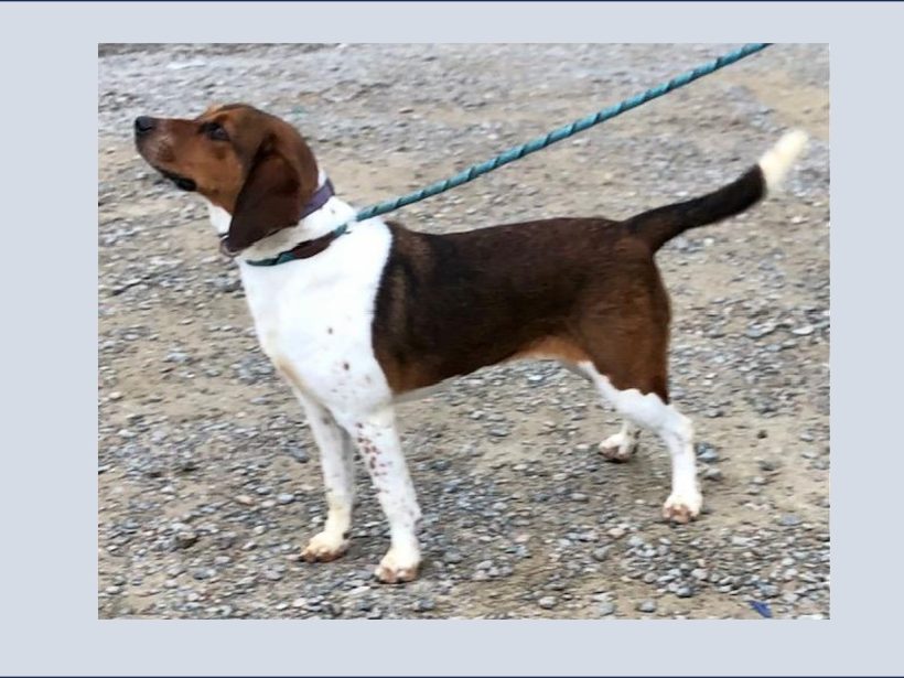 Shady Sadie – Adopted June 2024